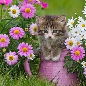 Meet your Posher, Karen